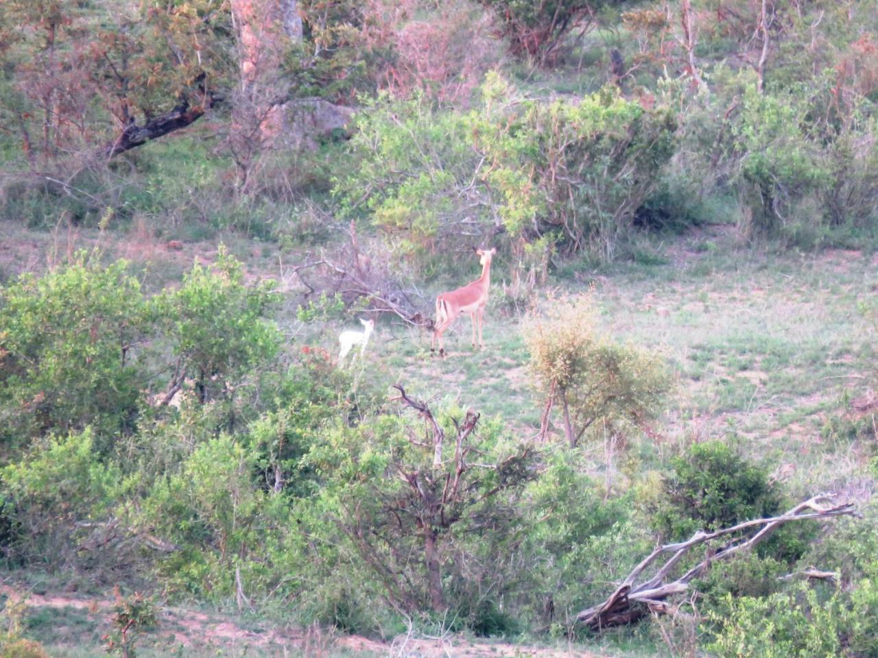 Kruger View Tree House Villa Marloth Park Bagian luar foto